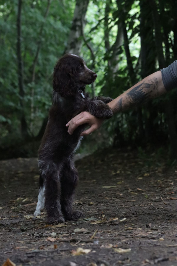 Puppy on it's hind legs